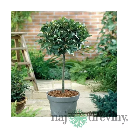 Bobkový list (vavrín pravý) na kmienku, výška 50/70 cm, v črepníku Laurus nobilis