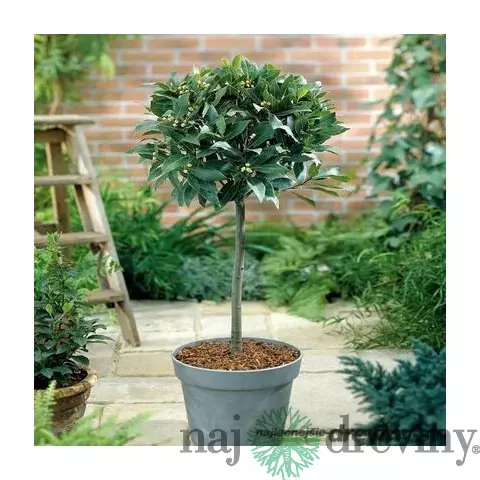Bobkový list (vavrín pravý) na kmienku, výška 50/70 cm, v črepníku Laurus nobilis