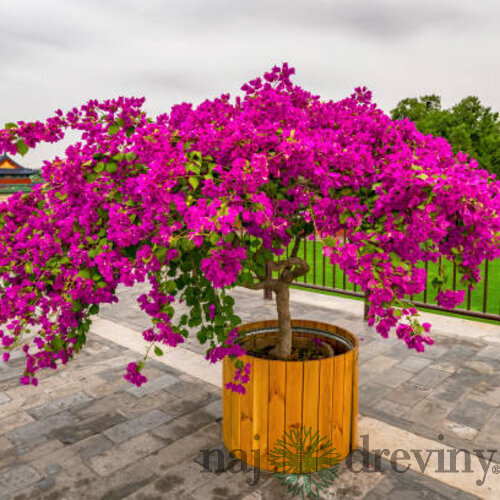 Bogenviela Alexandrina na kmienku 100/120 cm, v črepníku Bougainvillea Alexandrina