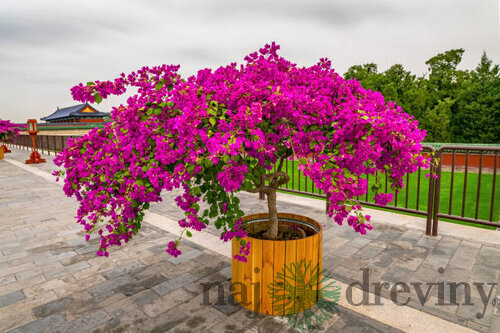 Bogenviela Alexandrina na kmienku 100/120 cm, v črepníku Bougainvillea Alexandrina