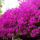 Bogenvilea