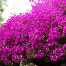 Bogenvilea