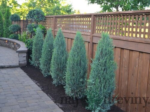 Borievka Blue Arrow (modrý šíp) 100/110 cm, v črepníku Juniperus scopulorum Blue Arrow