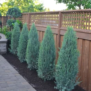 Borievka Blue Arrow (modrý šíp) 100/125 cm, v črepníku Juniperus scopulorum Blue Arrow