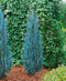 Borievka Blue Arrow (modrý šíp) 50/80 cm, v črepníku 2l/3l Juniperus scopulorum Blue Arrow