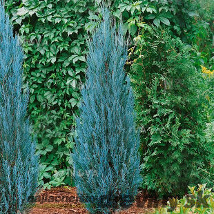 Borievka Blue Arrow (modrý šíp) 50/80 cm, v črepníku 2l/3l Juniperus scopulorum Blue Arrow