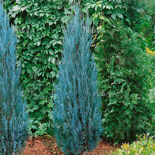 Borievka Blue Arrow (modrý šíp) 50/80 cm, v črepníku 2l/3l Juniperus scopulorum Blue Arrow