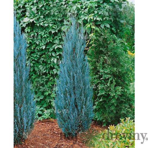 Borievka Blue Arrow (modrý šíp) 50/80 cm, v črepníku 2l/3l Juniperus scopulorum Blue Arrow