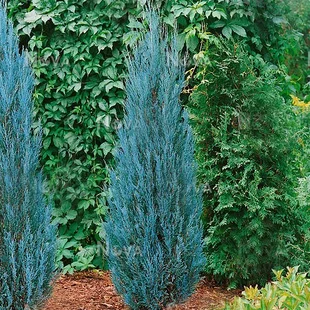 Borievka Blue Arrow (modrý šíp) 60/80 cm, v črepníku Juniperus scopulorum Blue Arrow