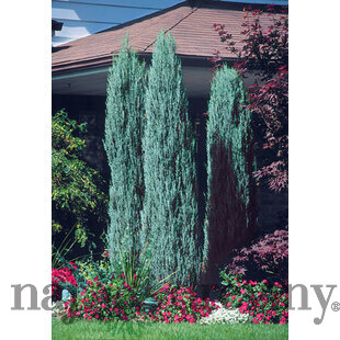 Borievka Blue Arrow (modrý šíp), výška 125/150 cm, v črepníku 15l Juniperus scopulorum Blue Arrow