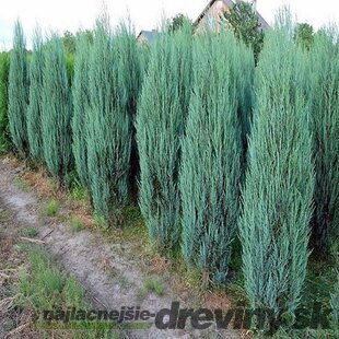 Borievka Blue Arrow (modrý šíp), výška 30/40 cm, v črepníku 3l Juniperus scopulorum Blue Arrow