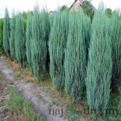 Borievka Blue Arrow (modrý šíp), výška 30/40 cm, v črepníku 3l Juniperus scopulorum Blue Arrow