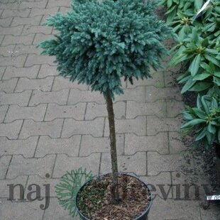 Borievka Blue chip na kmienku, obvod 10/12 cm, výška 80/100 cm, v črepníku Juniperus squamata Blue chip