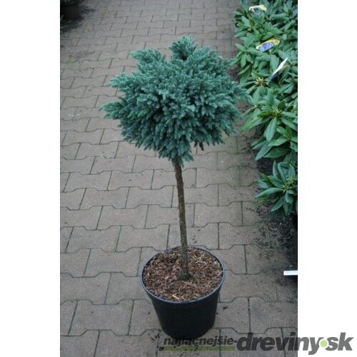 Borievka Blue chip na kmienku, obvod 10/12 cm, výška 80/100 cm, v črepníku Juniperus squamata Blue chip