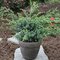 Borievka činska Blue Alps 20/30 cm v črepníku P9 Juniperus chinensis