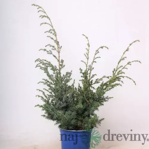 Borievka činska Blue Alps 20/40 cm v črepníku 3l Juniperus chinensis