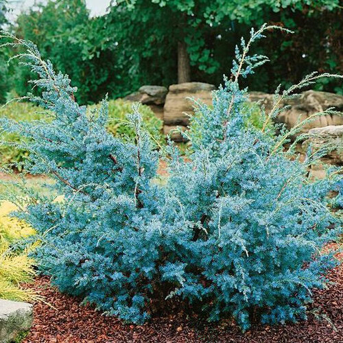 Borievka čínska Blue Alps, výška 10/20 cm, v črepníku Juniperus chinensis Blue Alps