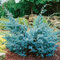 Borievka čínska Blue Alps, výška 20/40 cm, v črepníku Juniperus chinensis Blue Alps