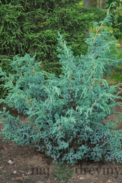 Borievka čínska (Jnuniperus chinensis)