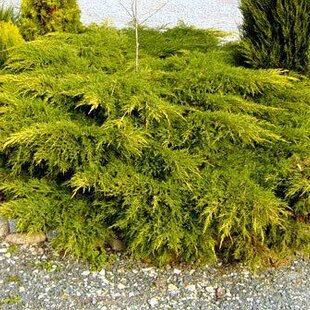 Borievka činska Kuriwao Gold 20/30 cm v črepníku 3L Juniperus chinensis