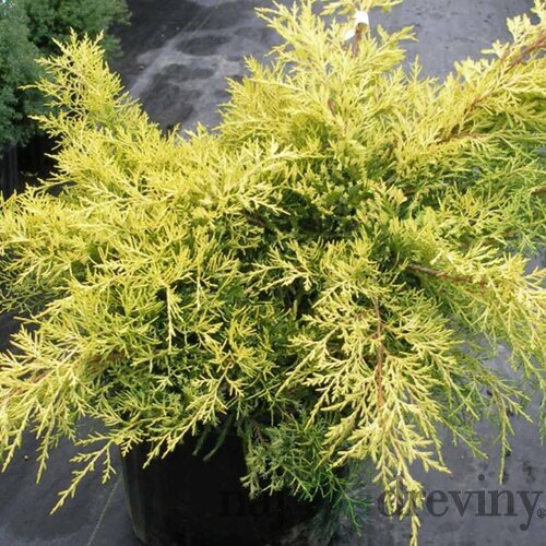 Borievka činska Kuriwao Gold 20/30 cm v črepníku P9 Juniperus chinensis
