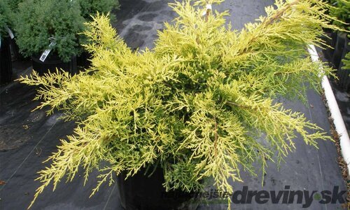 Borievka činska Kuriwao Gold 20/30 cm v črepníku P9 Juniperus chinensis