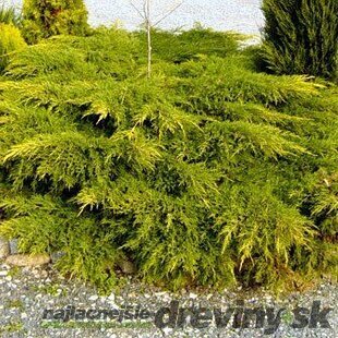 Borievka činska Kuriwao Gold 20/30 cm v črepníku P9 Juniperus chinensis