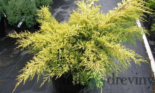 Borievka činska Kuriwao Gold 20/30 cm v črepníku P9 Juniperus chinensis