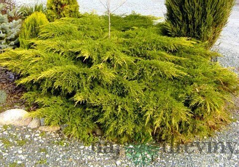 Borievka činska Kuriwao Gold 20/30 cm v črepníku P9 Juniperus chinensis