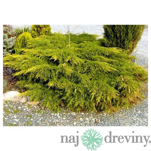 Borievka činska Kuriwao Gold 20/30 cm v črepníku P9 Juniperus chinensis