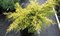 Borievka činska Kuriwao Gold 20/30 cm v črepníku P9 Juniperus chinensis