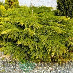Borievka činska Kuriwao Gold 20/30 cm v črepníku P9 Juniperus chinensis