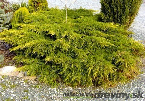 Borievka činska Kuriwao Gold 20/30 cm v črepníku P9 Juniperus chinensis