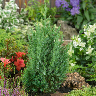 Borievka čínska Stricta 10/20 cm, v črepníku P9 Juniperus chinensis stricta