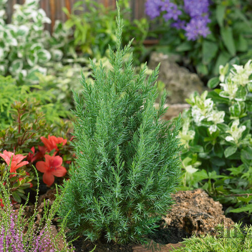 Borievka čínska Stricta 20/30 cm, v črepníku 3L Juniperus chinensis stricta