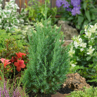 Borievka čínska Stricta 20/30 cm, v črepníku 3L Juniperus chinensis stricta