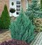 Borievka čínska Stricta 20/40 cm, v črepníku 3l Juniperus chinensis stricta