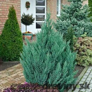 Borievka čínska Stricta 20/40 cm, v črepníku 3l Juniperus chinensis stricta