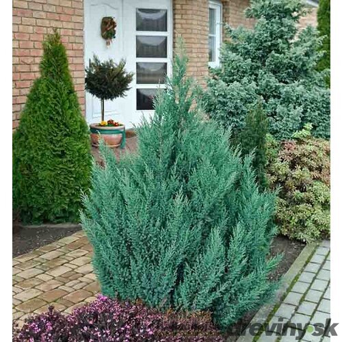 Borievka čínska Stricta 20/40 cm, v črepníku 3l Juniperus chinensis stricta