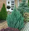 Borievka čínska Stricta 20/40 cm, v črepníku 3l Juniperus chinensis stricta