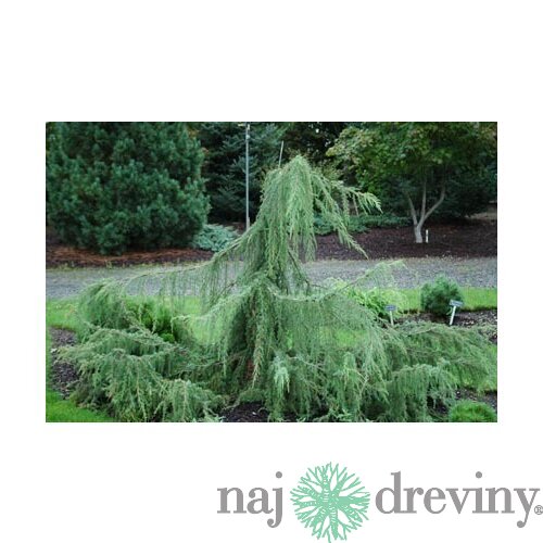 Borievka Hortsmann previsnutá 30/40 cm, v črepníku Juniperus communis Hortsmann pendula