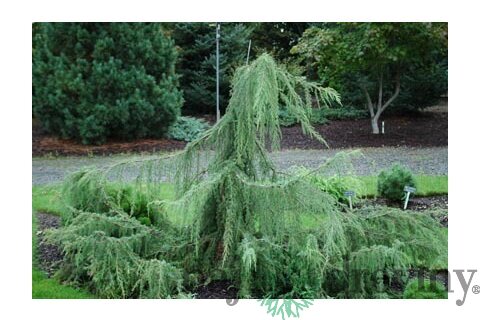 Borievka Hortsmann previsnutá 30/40 cm, v črepníku Juniperus communis Hortsmann pendula