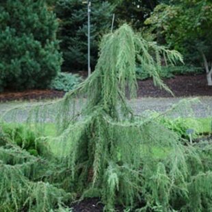Borievka Hortsmann previsnutá 30/40 cm, v črepníku Juniperus communis Hortsmann pendula