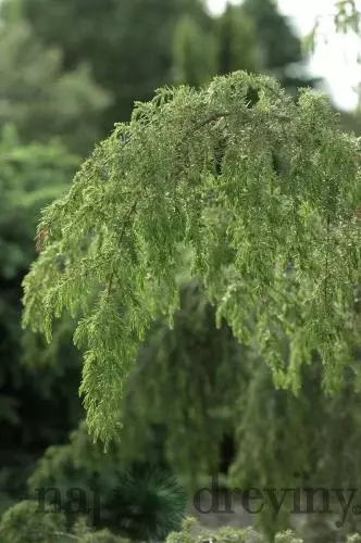 Borievka Juniperus