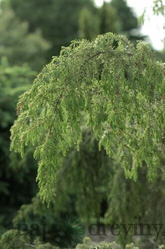 Borievka Juniperus