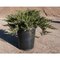 Borievka netatová Tamariscifolia, výška 15/20 cm, v črepníku P9 Juniperus sabina