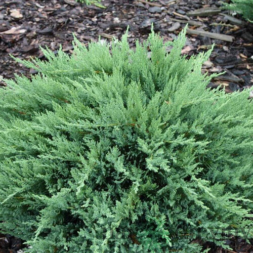 Borievka netatová Tamariscifolia, výška 15/20 cm, v črepníku P9 Juniperus sabina