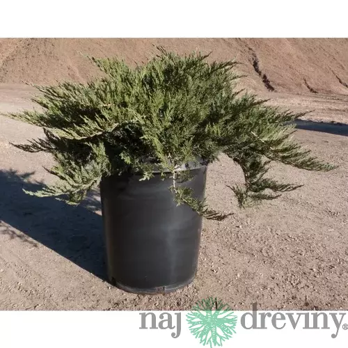 Borievka netatová Tamariscifolia, výška 15/20 cm, v črepníku P9 Juniperus sabina