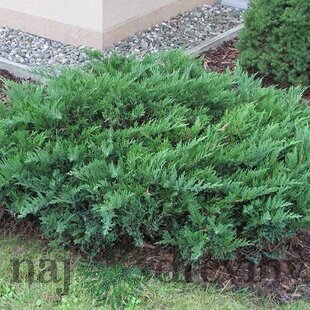 Borievka netatová Tamariscifolia, výška 20/30cm, v črepníku Juniperus sabina Tamariscifolia