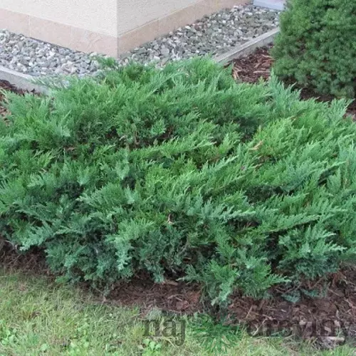 Borievka netatová Tamariscifolia, výška 20/30cm, v črepníku Juniperus sabina Tamariscifolia